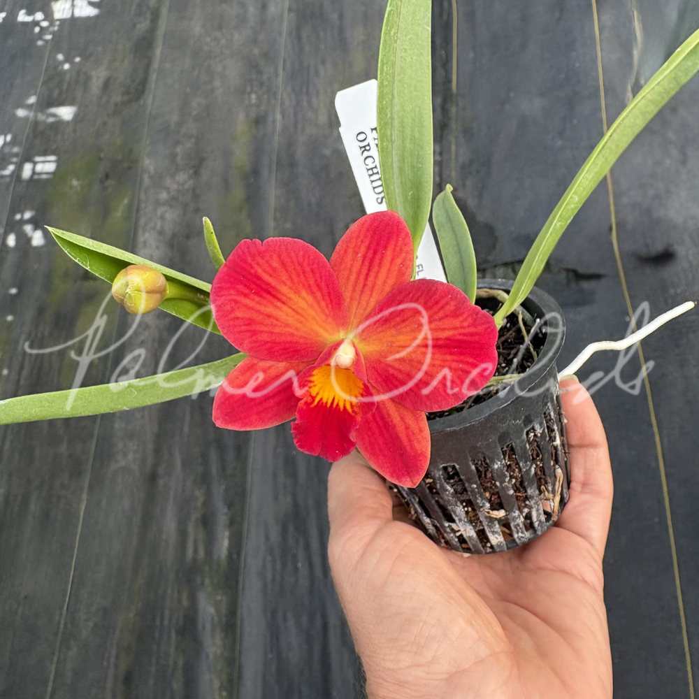 Rlc. Toshie Aoki 'Pizzazz' — Palmer Orchids